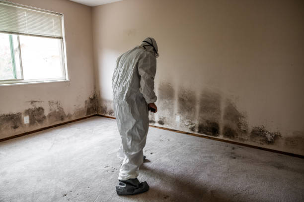 Best Commercial Mold Remediation in Dundee, MI